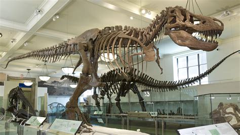 dinosaur museum america|Tyrannosaurus rex Fossil .